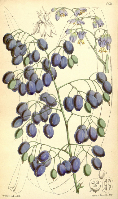 Dianella tasmanica
