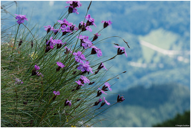 Oeillet des Alpes