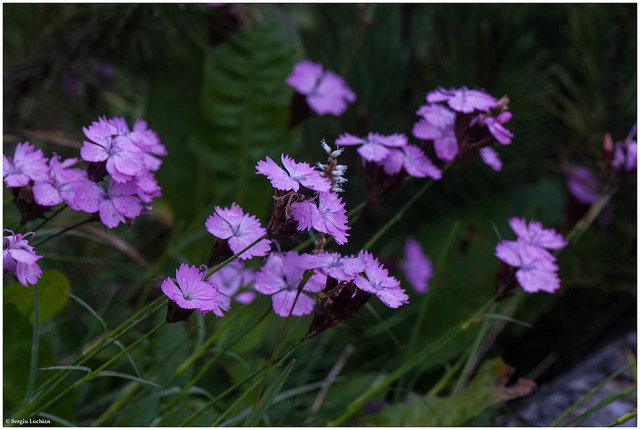 Oeillet des Alpes