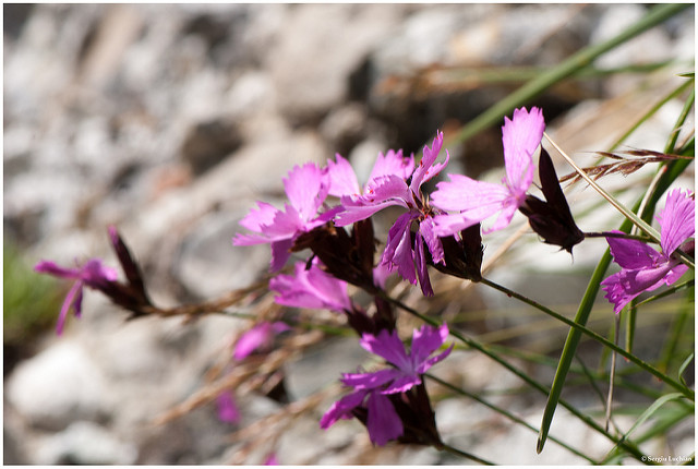 Oeillet des Alpes (Dianthus alpinus)