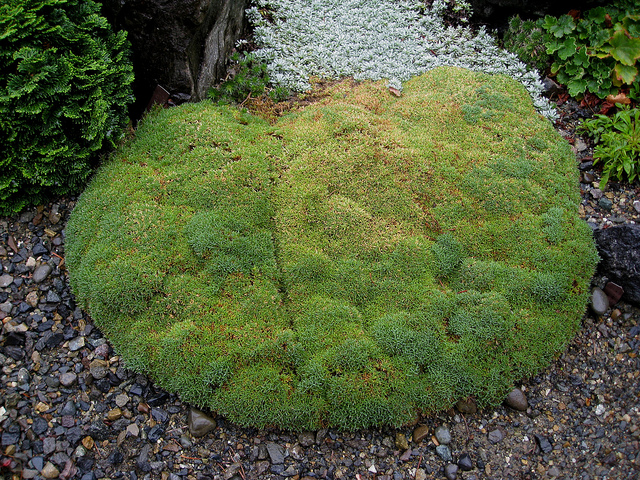 Dianthus anatolicus