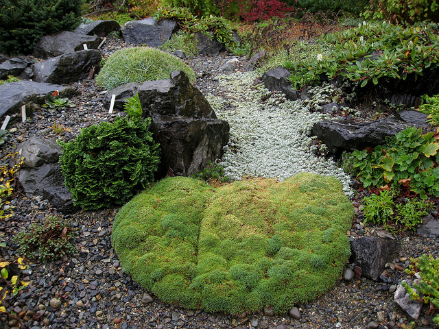 Dianthus anatolicus (Dianthus anatolicus)