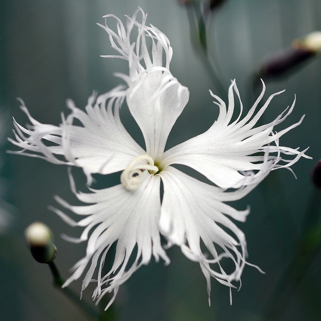 Œillet des sables (Dianthus arenarius)