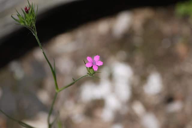 Armoirie (Dianthus armeria)