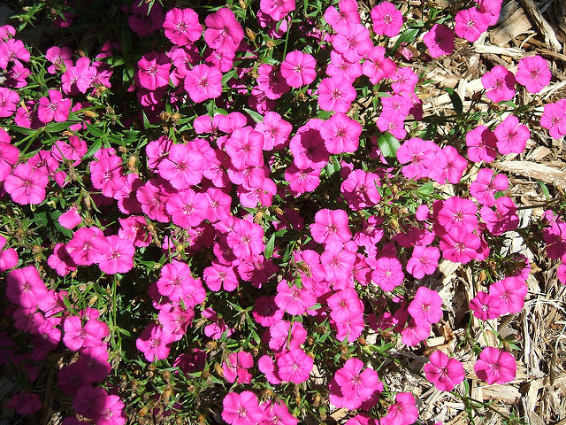 Oeillet barbu (Dianthus barbatus)