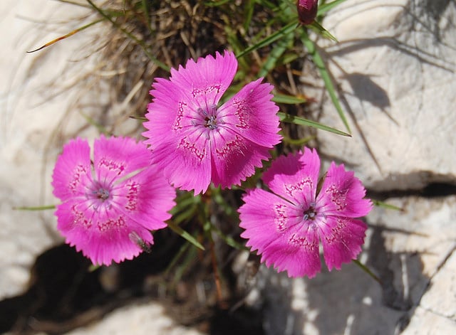 Dianthus callizonus