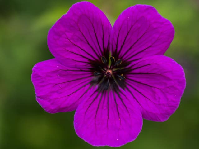 Dianthus callizonus (Dianthus callizonus)