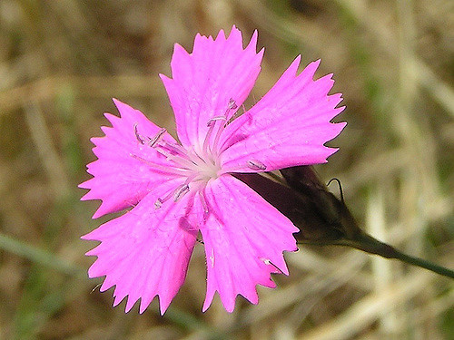 Œillet des chartreux (Dianthus carthusianorum)