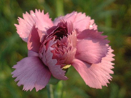 Oeillet commun (Dianthus caryophyllus)
