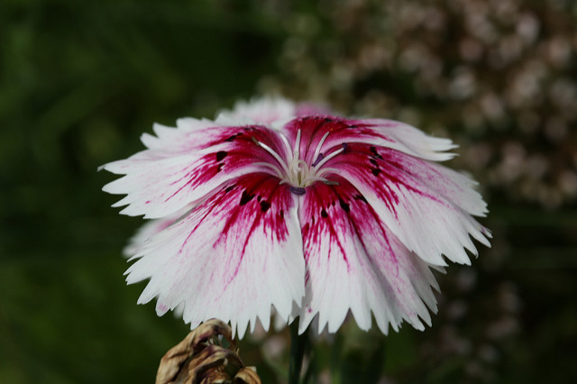 Oeillet de chine (Dianthus chinensis)
