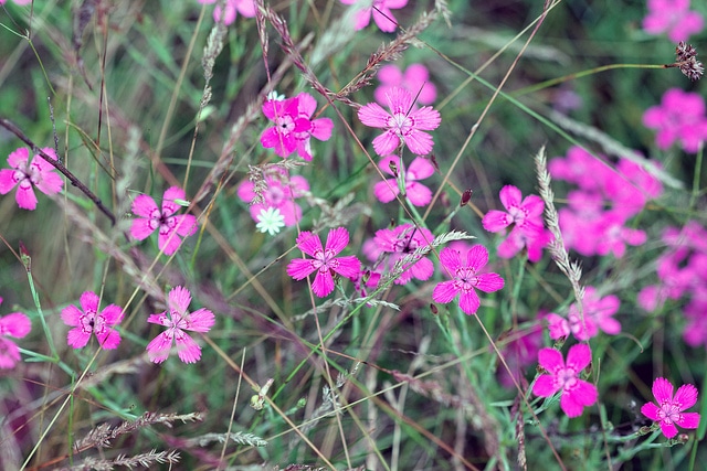 Oeillet couché (Dianthus deltoides)