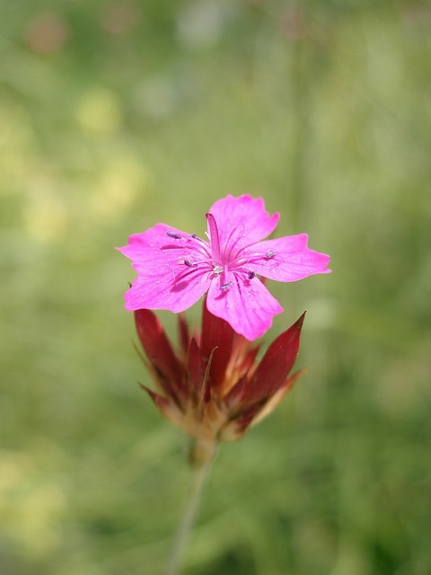 Dianthus giganteus (Dianthus giganteus)