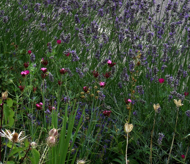 Dianthus giganteus
