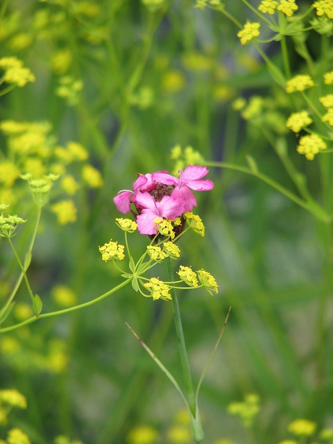 Dianthus giganteus