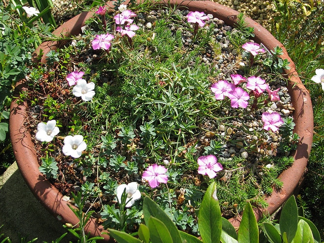 Dianthus haematocalyx