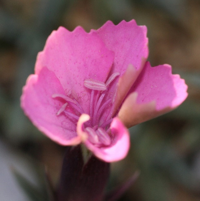 Dianthus haematocalyx