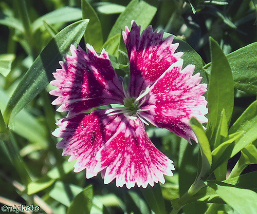 Œillet knappii (Dianthus knappii)