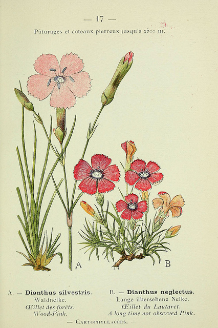 Oeillet négligé