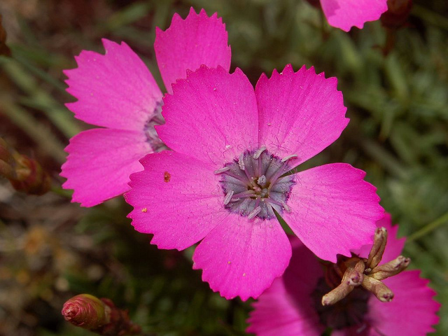 Oeillet négligé (Dianthus pavonius)