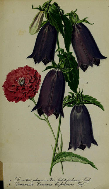 Mignonnette