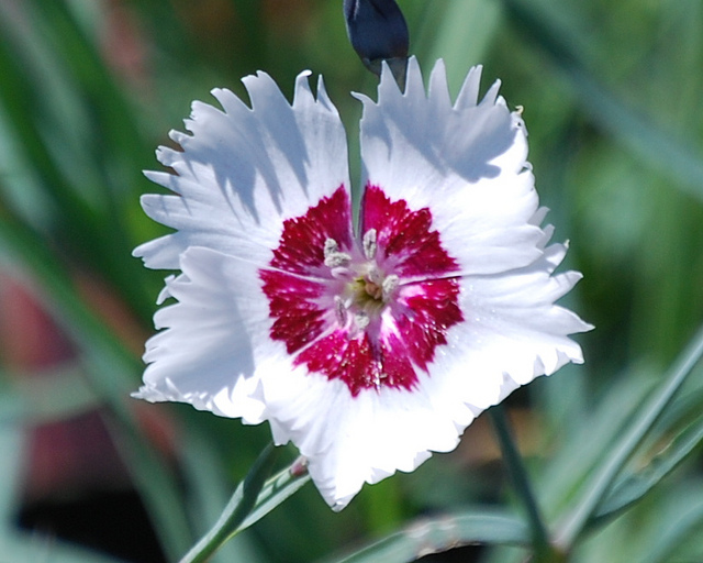 Mignonnette
