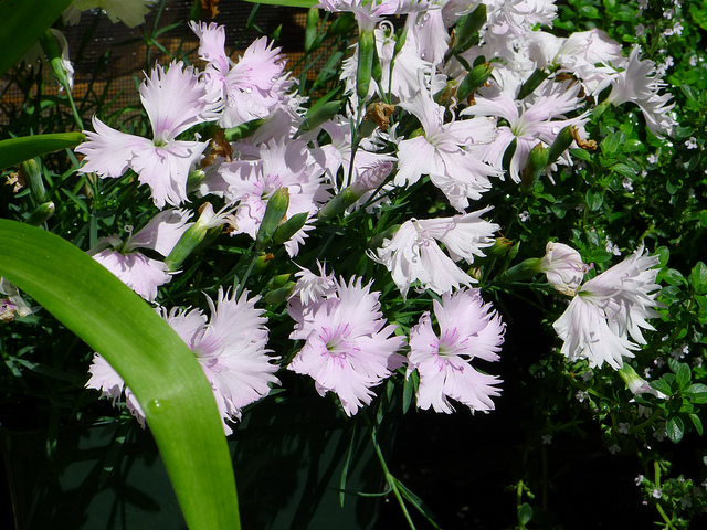 Mignonnette