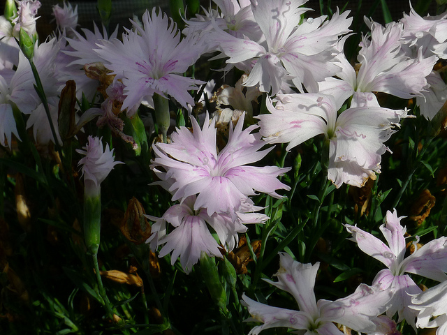Mignonnette