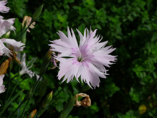 Mignonnette