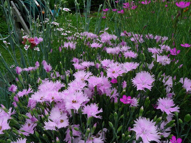 Mignonnette (Dianthus plumarius)