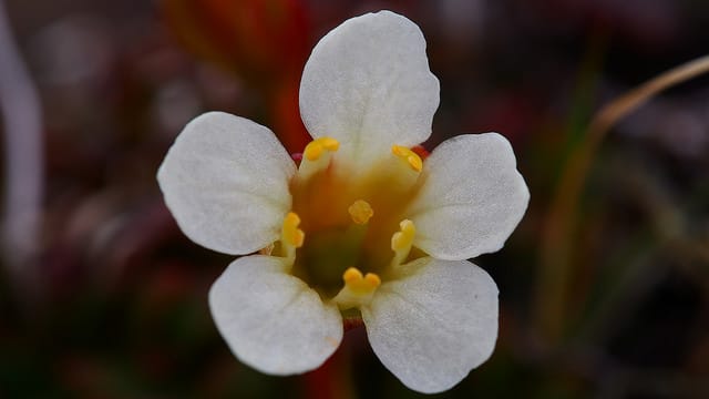 Diapensia lapponica