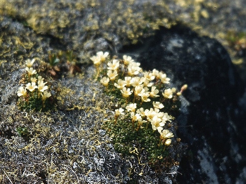 Diapensia lapponica