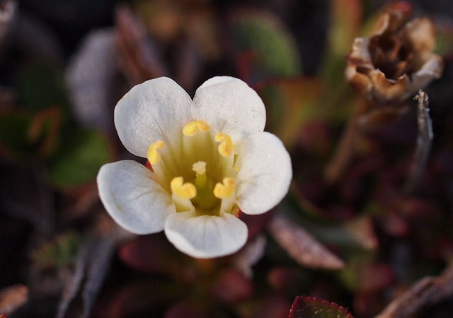 Diapensia lapponica