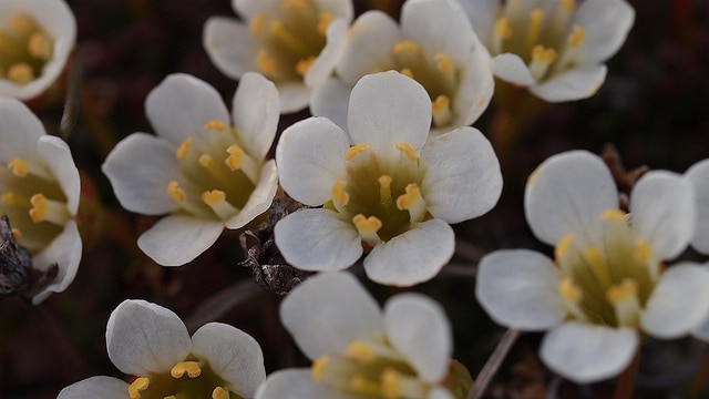 Diapensia lapponica