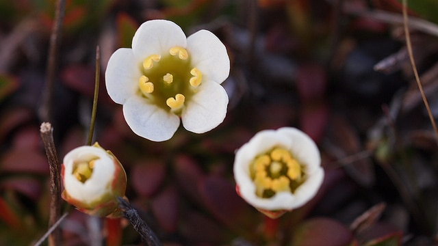 Diapensia lapponica