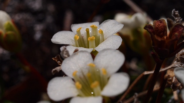 Diapensia lapponica