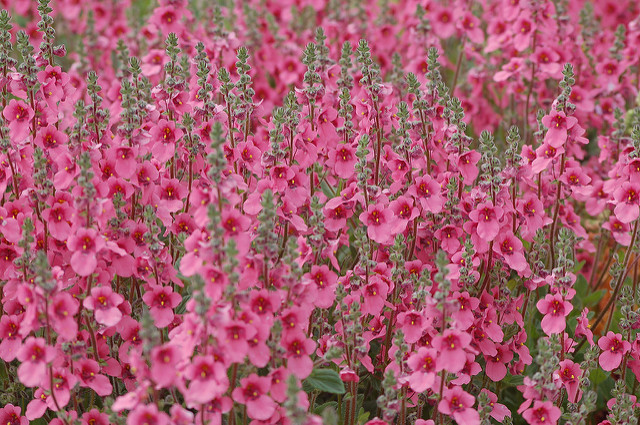 Diascia fetcaniensis (Diascia fetcaniensis)