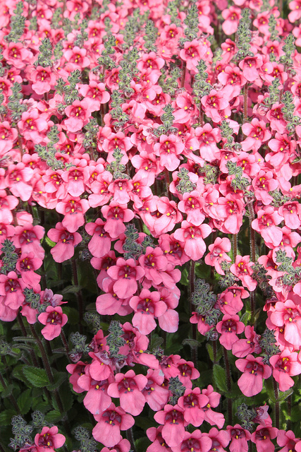 Diascia fetcaniensis
