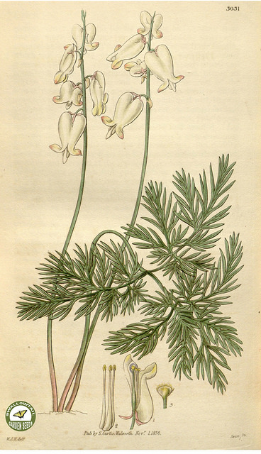 Dicentra canadensis (Dicentra canadensis)