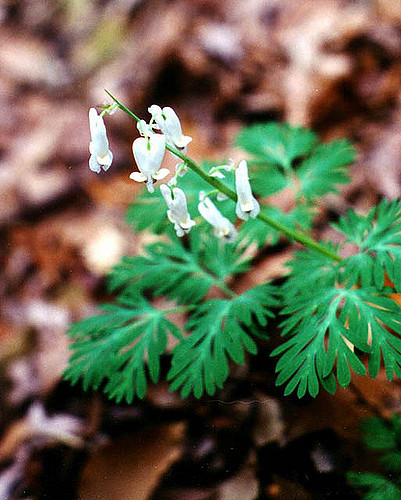Dicentra canadensis