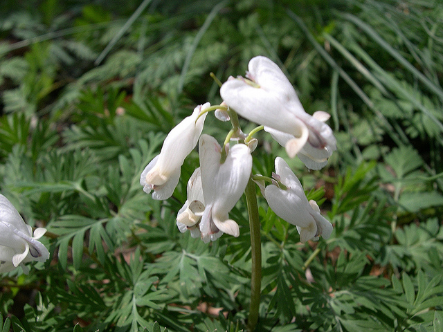Dicentra canadensis