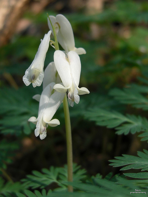 Dicentra canadensis