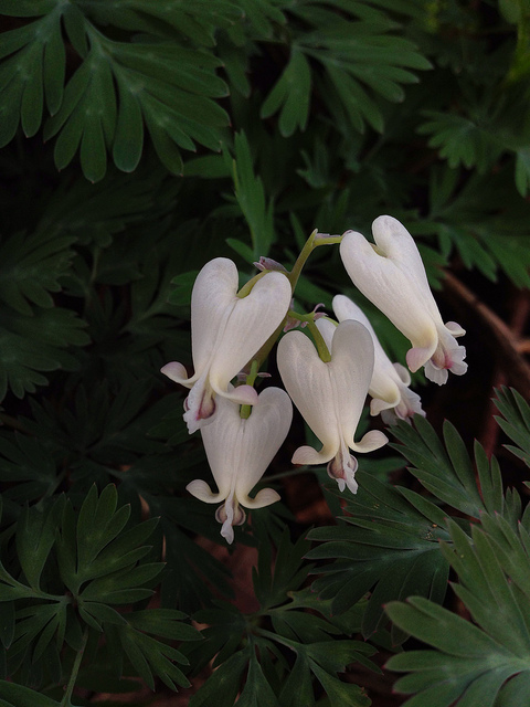 Dicentra canadensis