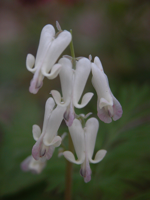 Dicentra canadensis