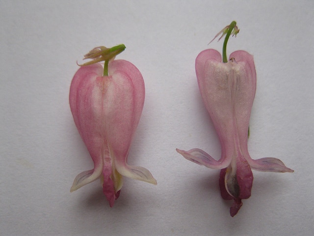 Cœur de marie à feuilles de fougère (Dicentra eximia)