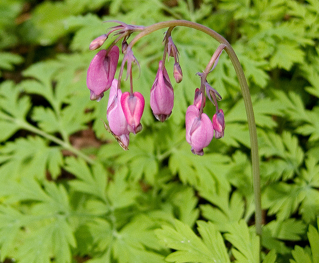 Coeur de marie de formose
