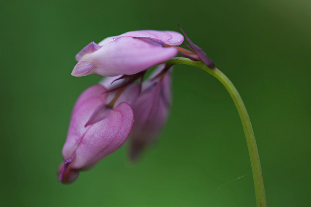 Coeur de marie de formose