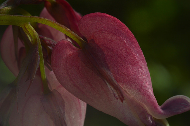 Coeur de marie de formose