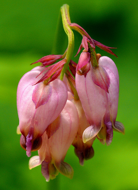 Coeur de marie de formose