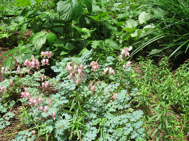 Coeur de marie de formose (Dicentra formosa)