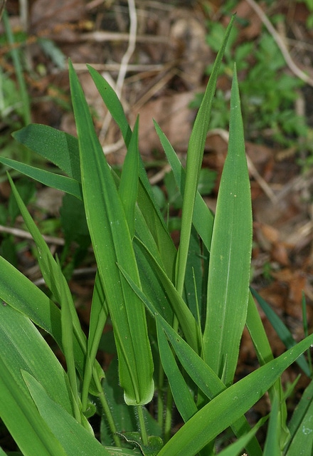 Dichanthelium clandestinum